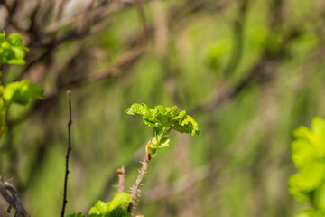 green foliage on a rosehip bush in spring