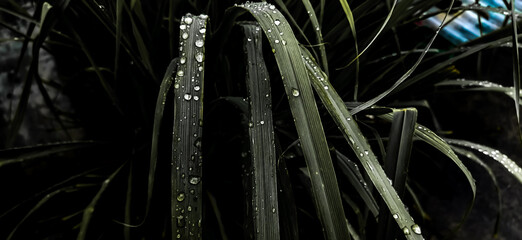 After the rain, raindrops settled on the lemongrass leaves. The leaves of the lemongrass tree are...