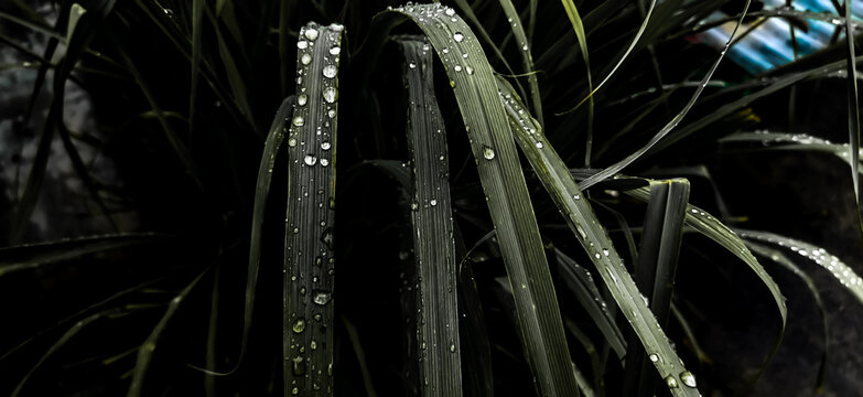 After the rain, raindrops settled on the lemongrass leaves. The leaves of the lemongrass tree are wet with dew in the morning
