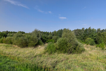 a field with green grass and shrubs with green foliage