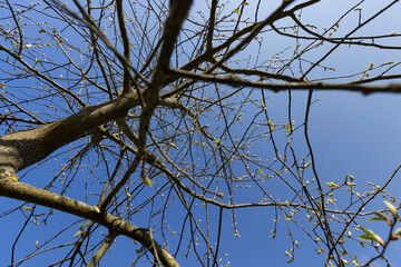 the branches of the bird cherry tree in the spring season