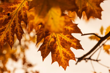 colored oak tree foliage in the autumn season