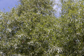 beautiful silver willow tree foliage with green foliage