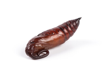 brown moth in pupa stage isolated on white background.