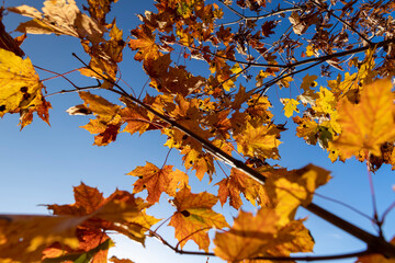 Naklejka na ściany i meble Maple tree foliage in autumn
