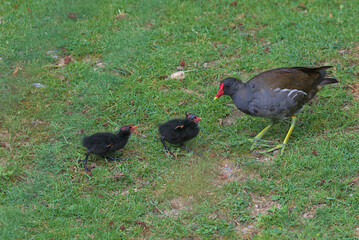 Two common moorhen chicks beg for food from the parent bird. A family of ducks, a mother duck and a pair of ducklings on a green meadow.