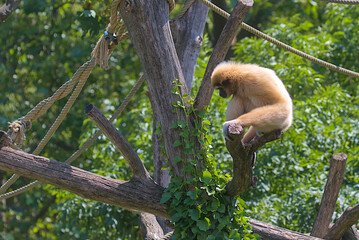 The great ape gibbon sits on the branches of a tree. A family of primates found in Southeast Asia.