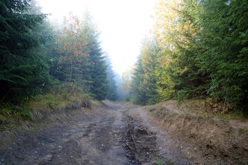 Amazing autumn forest in morning sunlight. Red and yellow leaves on trees in woodland. Golden forest landscape
