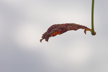 Close-up photo of a brown withered leaf hanging on a twig with a misty sky in the background