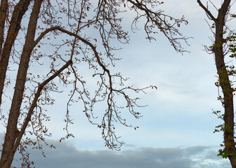 View of a leafless trees with beautiful sky and clouds in the background