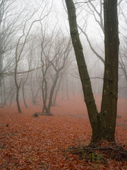 霧に煙る冬枯れの林