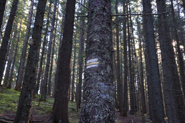 Walking trail background. Yellow and white forest path on brown tree trunk. Guide sign made with paint on hiking trail. Symbol points right way to go. Forest navigating map to Hoverla mountain.