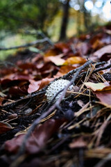 autumn leaves on the ground in the moisture environment
