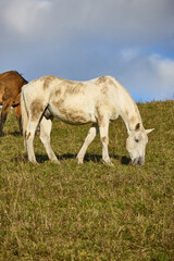 white horse on the meadow