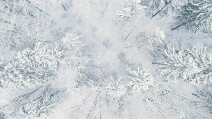 Beautiful aerial top-down view of snow covered pine forests. Rime ice and hoar frost covering trees. Scenic winter landscape. - Powered by Adobe