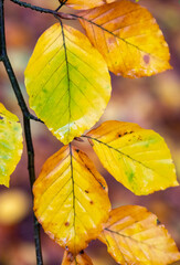 closeup of colorfull beech leaves in autumn