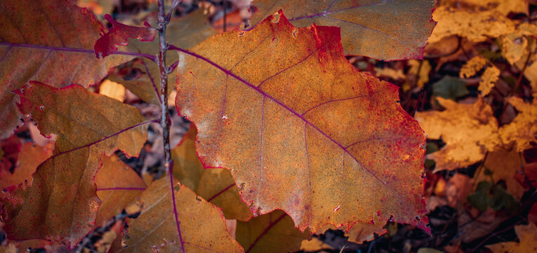 Bright oak leaves on the branch concept photo. October landscape.