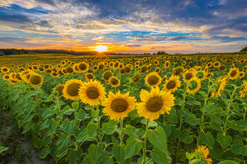 Sunset in nature. Field with lots of sunflowers in the evening. Rows of crops at flowering time with yellow opened petals. Landscape in summer with clouds in the sky