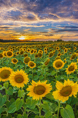 Obraz premium Lots of sunflowers in summer. Landscape of a field full of flowers at sunset. A field with crops in bloom in the evening. Full rows of sunflowers with opened yellow flowers in sunshine in the sky