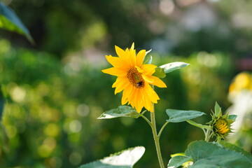 Pszczoła siedząca na dojrzałym kwiecie słonecznika w ogrodzie w słoneczny letni dzień - obrazy, fototapety, plakaty