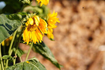 Dojrzałe kwiaty słonecznika w ogrodzie w słoneczny letni dzień