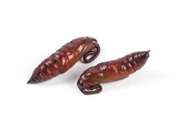 brown moth in pupa stage isolated on white background.