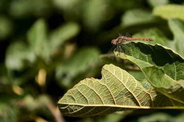 Dragonfly Resting on Fig Leaf, Macro Shot