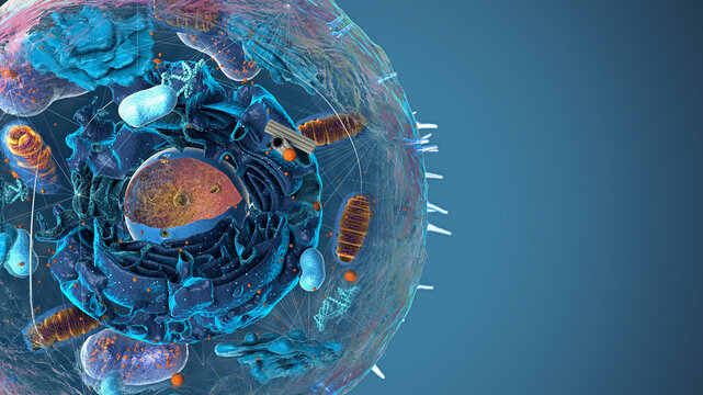 Subunits inside eukaryotic cell, nucleus and organelles and plasma membrane - 3d illustration