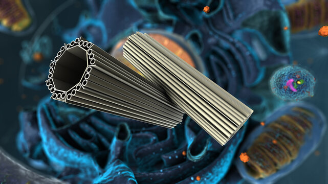 Organelles inside Eukaryote, focus on centrosome - 3d illustration
