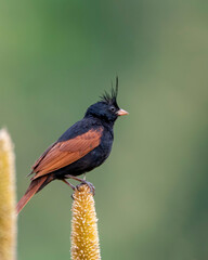 Crested Bunting Male