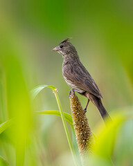 Crested bunting Female