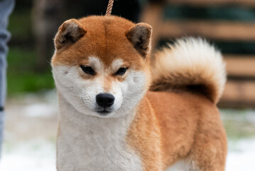 Shiba inu dog male