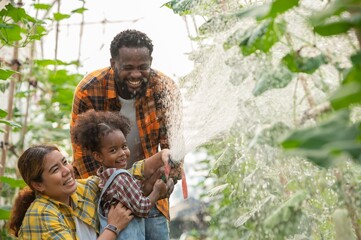 farmer family holding watering hose to watering green melon with afro hair daughter in plantation...