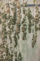 Dry Cannabis flowers plant Closeup with fresh fan leaves cola pistil trichomes and sugar leaves. Cola and Flower Buds of drying Cannabis have Bract and Calyx with Pistil and Stigma many CBD, THC.