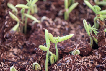 Seedling of Sterculia foetida is a soft wooded tree and Common names for the plant are the bastard poon tree, Java olive tree, hazel sterculia, wild almond tree, and skunk tree