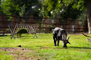 Czarna koza miniaturowa skubiąca trawę w mini zoo
