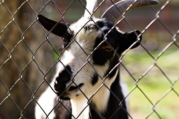 Czarno-biała koza miniaturowa za siatką w mini zoo - obrazy, fototapety, plakaty