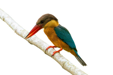 Stork-billed kingfisher perching on the tree branch on white background.