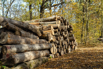A large pile of chopped firewood in the forest after illegal logging. Concept of procurement of...
