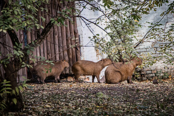 Capybara family at the zoo in Kyiv, Ukraine