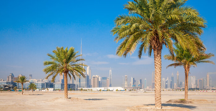 Dubai beach with palm trees. Downtown skyscrapers background in UAE