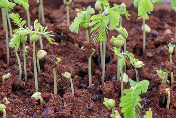 Seedling of Samanea saman is a species of flowering tree in the pea family, Fabaceae or Mimosoid and common English names include saman, rain tree and monkeypod