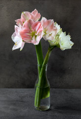Hippeastrum Amaryllis flowers in bottle vase on dark background
