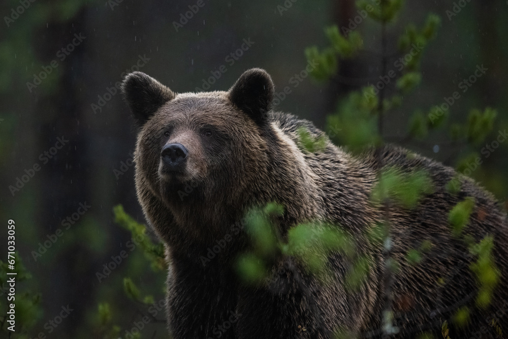 Wall mural brown bear in the darkness deep in the forest, raining weather