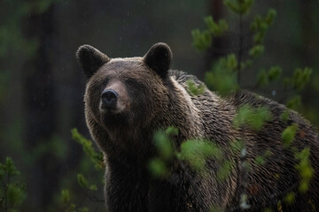 Brown bear in the darkness deep in the forest, raining weather