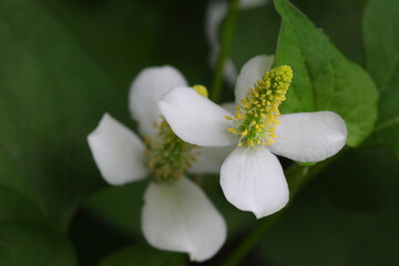 Houttuynia cordata (Eoseongcho,chameleon plant) blooming 