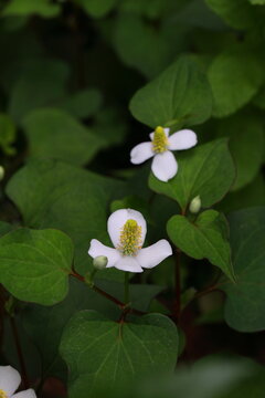 Houttuynia cordata (Eoseongcho,chameleon plant) blooming 
