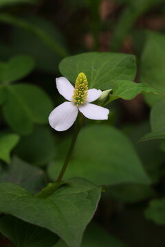 Houttuynia cordata (Eoseongcho,chameleon plant) blooming 