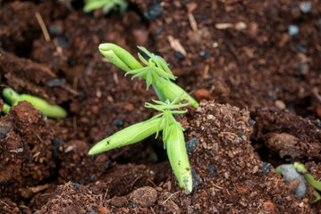 Seedling of Sterculia foetida is a soft wooded tree and Common names for the plant are the bastard poon tree, Java olive tree, hazel sterculia, wild almond tree, and skunk tree
