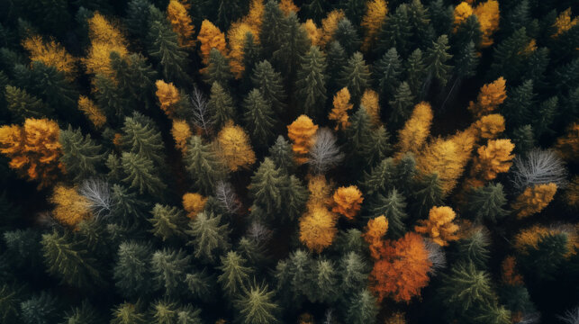 green and yellow forest , aerial top view. Drone photo. Aerial landscape of green pine woods. A birds eye view. Pine trees, Spruce trees